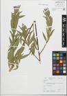Foto von Salix fragilis L.
